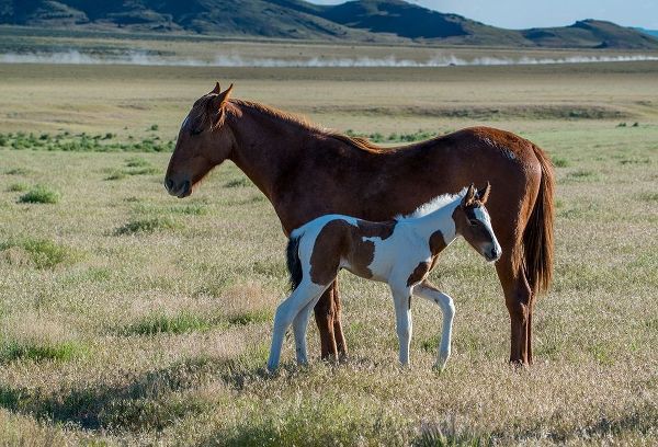 Wild horses-mother and yearling foal graze along Pony Express Byway